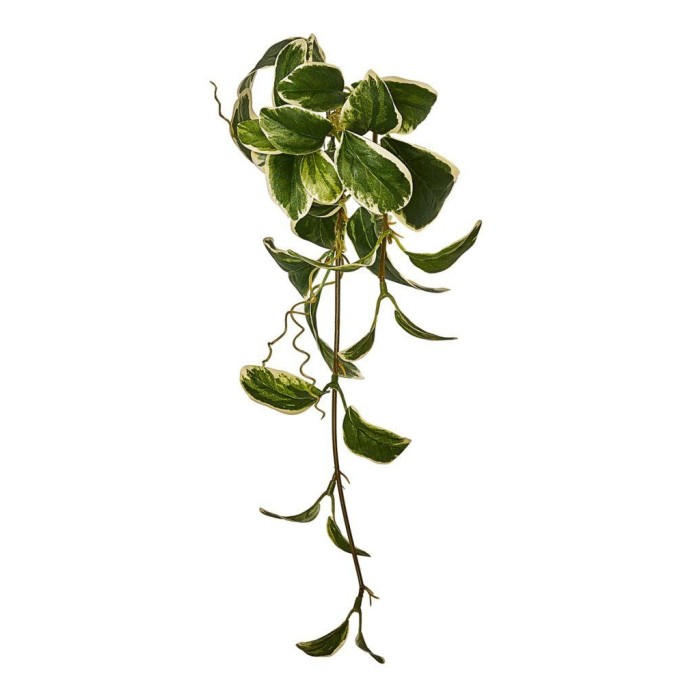 CASCANTE PRISOMIA X32 CM 37 WI